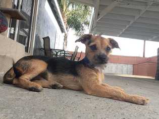 Mutt Dogs for adoption in Sylmar, CA, USA