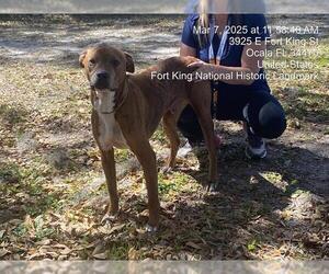 American Pit Bull Terrier-Unknown Mix Dogs for adoption in Ocala, FL, USA