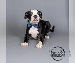 American Pit Bull Terrier Dogs for adoption in Irving, TX, USA