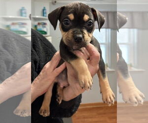 Mutt Dogs for adoption in Clarkston, MI, USA