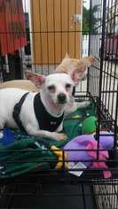 Chihuahua Dogs for adoption in Spring , TX, USA