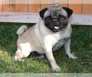Pug Dogs for adoption in West Valley, UT, USA