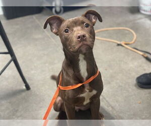 Labrador Retriever-Unknown Mix Dogs for adoption in Tavares, FL, USA