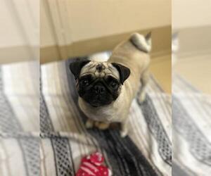 Pug Dogs for adoption in Chula Vista, CA, USA