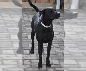 American Staffordshire Terrier-Labrador Retriever Mix Dogs for adoption in Delaplane, VA, USA