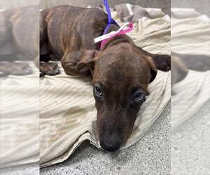 Doberman Pinscher-Unknown Mix Dogs for adoption in Las Vegas, NV, USA