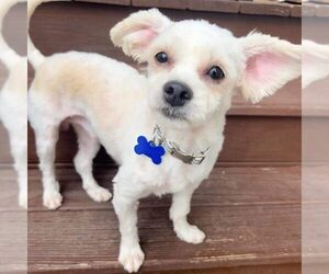 Maltese Dogs for adoption in Spring Lake, NC, USA