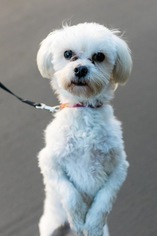 Maltese Dogs for adoption in Palo Alto, CA, USA
