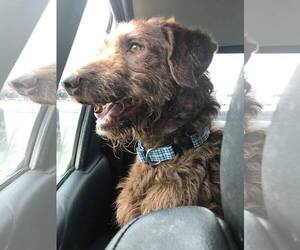 Chesapeake Bay Retriever-German Wirehaired Pointer Mix Dogs for adoption in El Cerrito, CA, USA