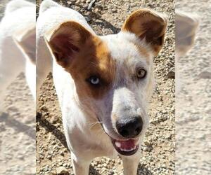 Australian Cattle Dog Dogs for adoption in Phelan, CA, USA