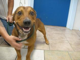Dachshund Dogs for adoption in Eureka Springs, AR, USA