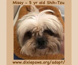 Shih Tzu Dogs for adoption in St. George, UT, USA