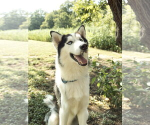 Siberian Husky Dogs for adoption in Carrollton, TX, USA