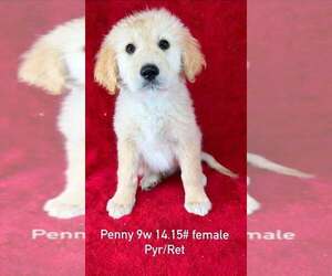 Great Pyrenees-Retriever  Mix Dogs for adoption in Brewster, NY, USA