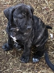 Medium Photo #1 Staffordshire Bull Terrier-Unknown Mix Puppy For Sale in Waldron, AR, USA
