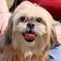Lhasa Apso Dogs for adoption in Jefferson, WI, USA