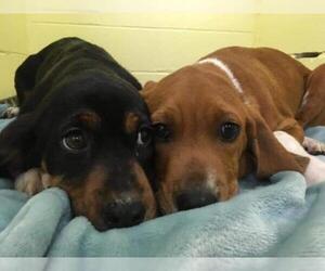 Basset Hound Dogs for adoption in Newport, KY, USA