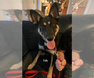 German Shepherd Dog Dogs for adoption in Baltimore, MD, USA