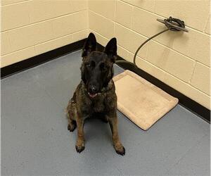 Mutt Dogs for adoption in Denver, CO, USA