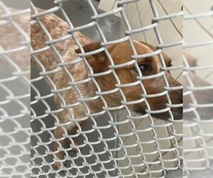 Mutt Dogs for adoption in Corpus Christi, TX, USA