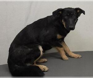 German Shepherd Dog Dogs for adoption in HESPERIA, CA, USA