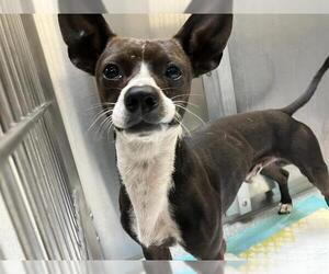 Chihuahua Dogs for adoption in Orange, CA, USA