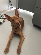 Basenji Dogs for adoption in Parker, KS, USA