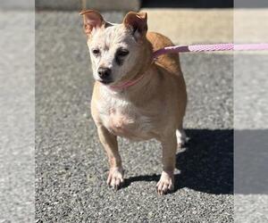 Chiweenie Dogs for adoption in Charlotte, NC, USA