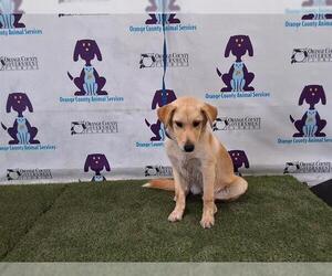 Labrador Retriever-Unknown Mix Dogs for adoption in Orlando, FL, USA