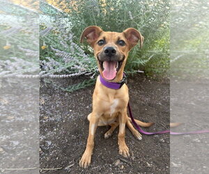Mutt Dogs for adoption in Salt Lake City, UT, USA
