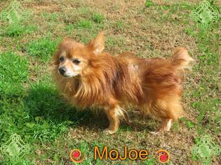 Medium Photo #1 Chiranian Puppy For Sale in Longview, TX, USA
