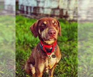 Doberman Pinscher Dogs for adoption in Ridgefield, CT, USA