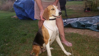 Treeing Walker Coonhound Dogs for adoption in Montello, WI, USA