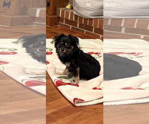 Chihuahua-Unknown Mix Dogs for adoption in Cuyahoga Falls , OH, USA