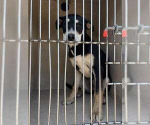 Mutt Dogs for adoption in Oklahoma City, OK, USA