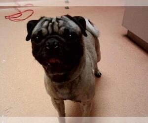 Pug Dogs for adoption in Martinez, CA, USA