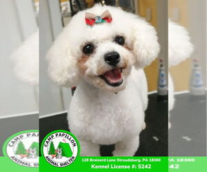 Bichon Frise Dogs for adoption in Stroudsburg, PA, USA