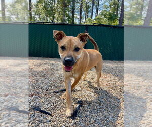 Medium Photo #1 Mountain Cur-Unknown Mix Puppy For Sale in Hilton Head, SC, USA