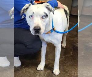 Small Dalmatian Mix