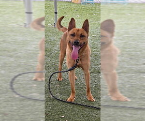 German Shepherd Dog-Unknown Mix Dogs for adoption in Downey, CA, USA