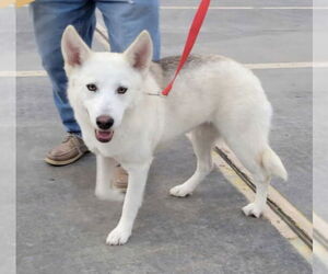 - Mix Dogs for adoption in Winston Salem, NC, USA