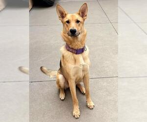 German Shepherd Dog Dogs for adoption in Sacramento, CA, USA