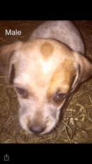Bluetick Coonhound Dogs for adoption in SHERBURNE, NY, USA