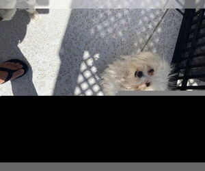 Maltese Dogs for adoption in Tracy, CA, USA