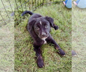 Collie-Labrador Retriever Mix Dogs for adoption in St. Louis Park, MN, USA