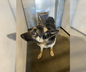 German Shepherd Dog Dogs for adoption in Stockton, CA, USA