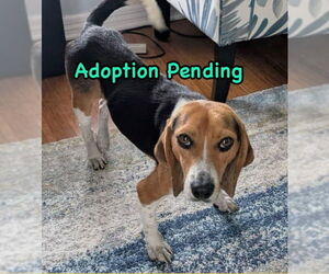 Beagle Dogs for adoption in Dunnellon, FL, USA
