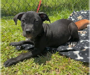 Labrador Retriever-Unknown Mix Dogs for adoption in Tarrytown, GA, USA