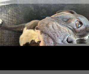 American Pit Bull Terrier-Unknown Mix Dogs for adoption in HESPERIA, CA, USA