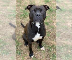 Bull-Boxer Dogs for adoption in Sparta, TN, USA